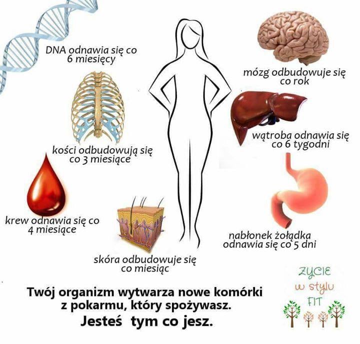 Regeneracja komórek organizmu